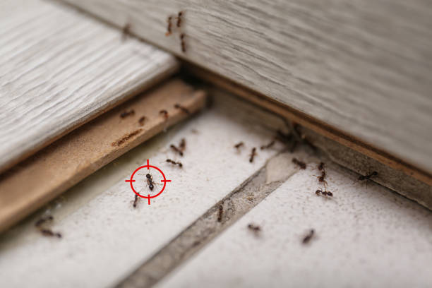 Best Ant Control Services  in Coral Gables, FL