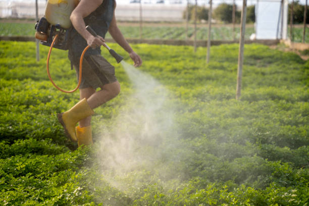 Trusted Coral Gables, FL Pest Control Experts