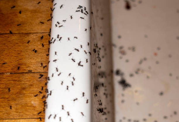 Best Rat Extermination Near Me  in Coral Gables, FL